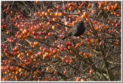 _DSC1670 copie
