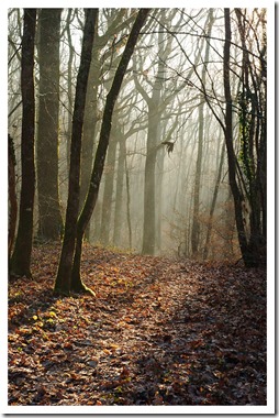 _DSC2175 copie