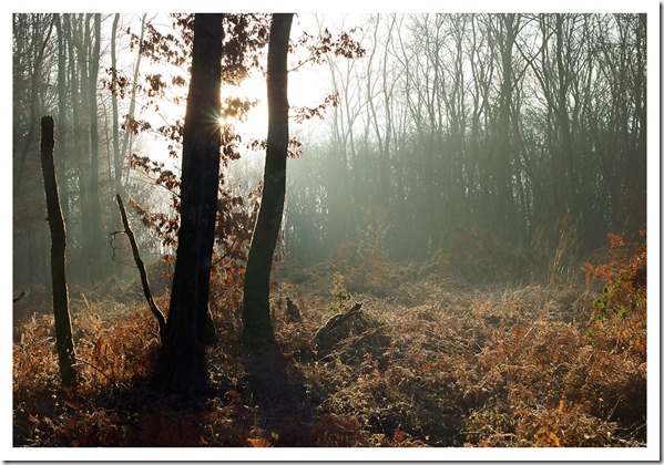 _DSC2179 copie