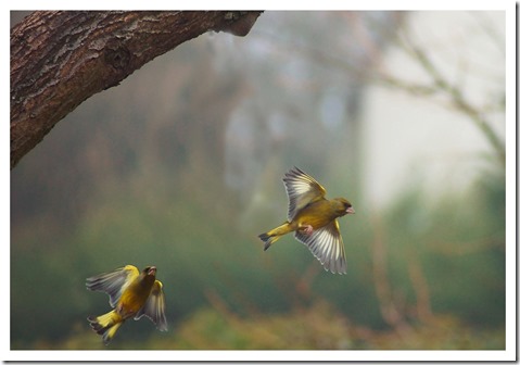 _DSC2886 copie