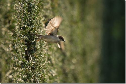 _DSC3057 copie