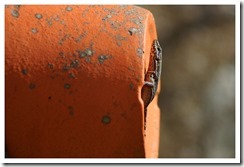 _DSC3163 copie