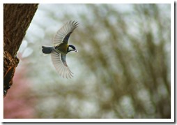 _DSC3409 copie