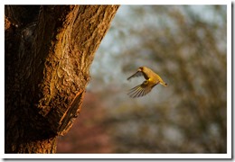 _DSC3830 copie