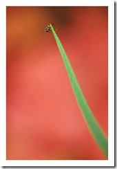 _DSC4195 copie
