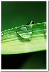 _DSC4210 copie