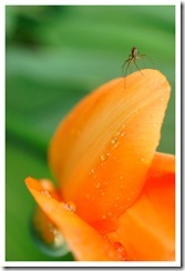 _DSC4229 copie