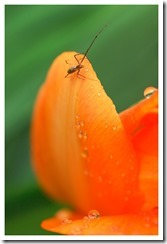 _DSC4231 copie