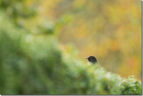 _DSC4301 copie