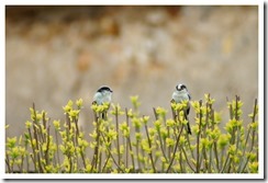 _DSC4920 copie