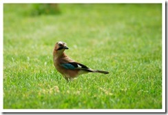 _DSC4953 copie
