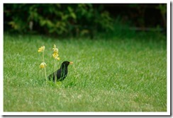 _DSC5106 copie