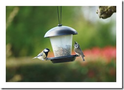 Mésange charbonnière et mésange hupée