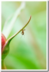 _DSC5545 copie