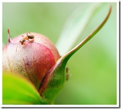 _DSC5556 copie