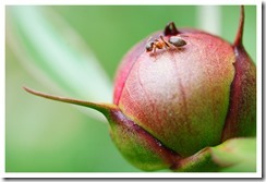 _DSC5597 copie