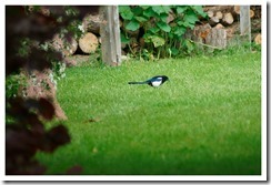 _DSC5808 copie
