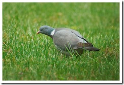 _DSC5828 copie