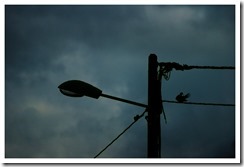_DSC5894 copie