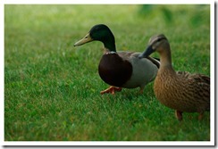 _DSC6098 copie