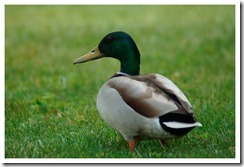 _DSC6101 copie