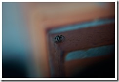 _DSC6221 copie