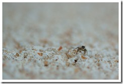 _DSC6271 copie