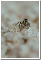 _DSC6290 copie