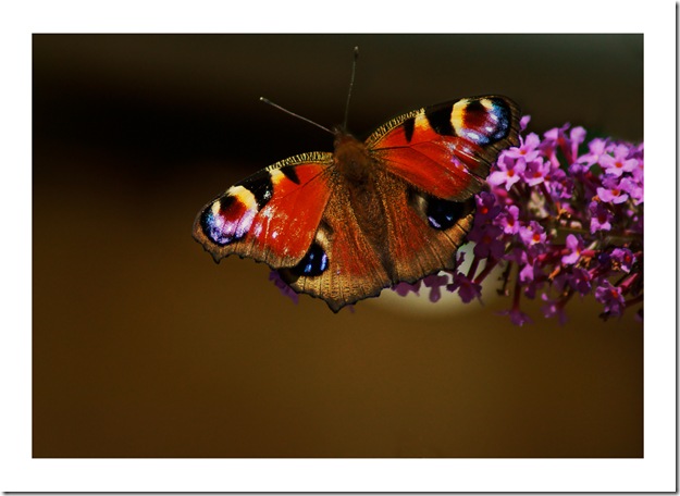 _DSC9288 copie
