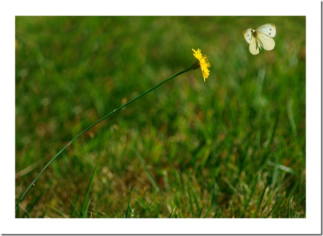 _DSC9368 copie