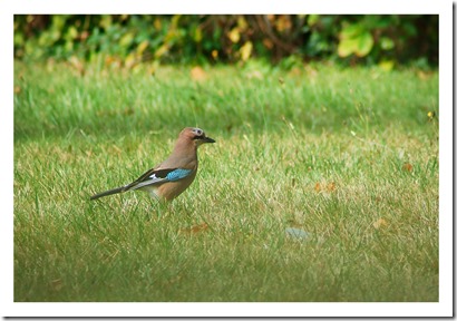 _DSC9571 copie