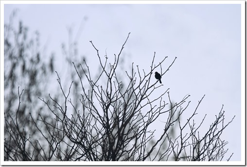 _DSC9944 copie