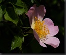 fleur