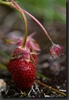 fraise