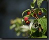framboises