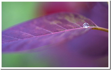 goutte