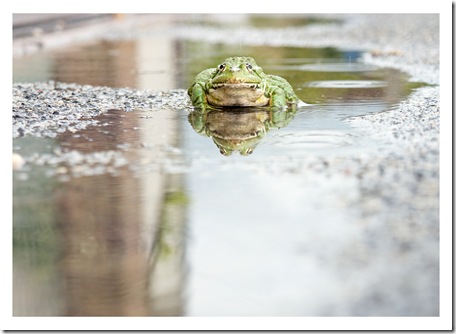 grenouille