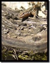 lezard