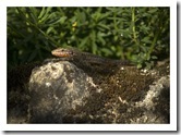 lezard