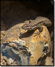 lezard7
