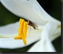 mini abeille 2
