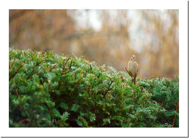 moineau