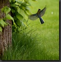mésange