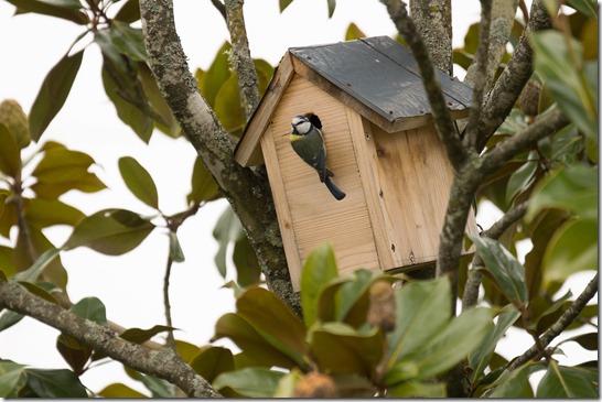 mésange