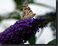 papillon