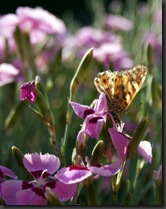 papillon 4