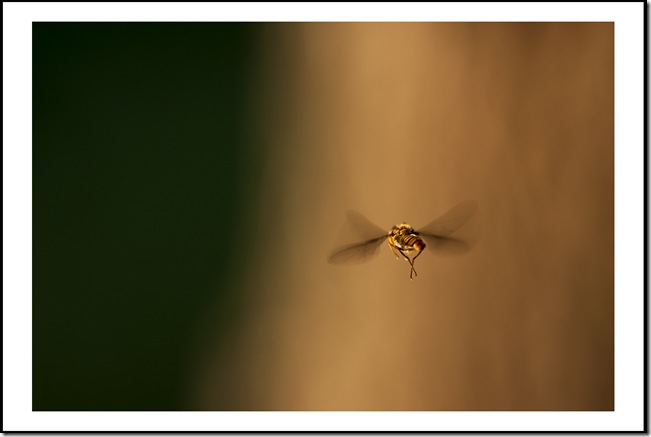 SONY DSC
