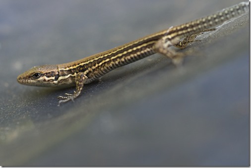 petit lézard