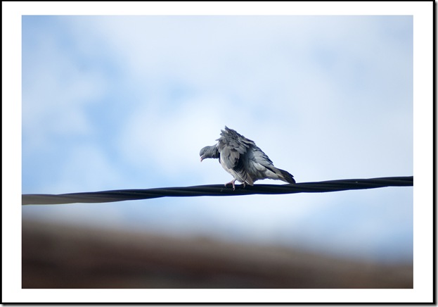 SONY DSC