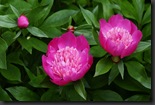pivoine
